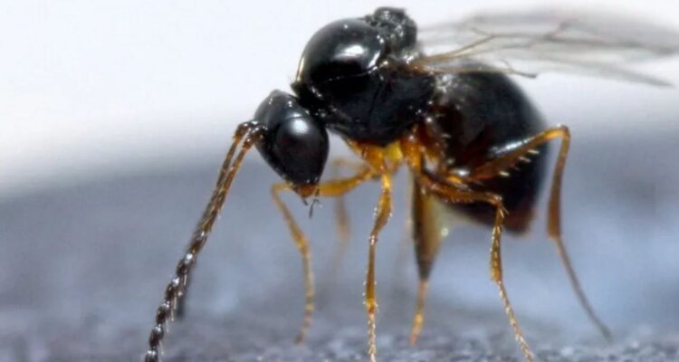 В Нидерландах ученые отмечают успех спонтанного распространения природного врага пятнистокрылой дрозофилы - фото