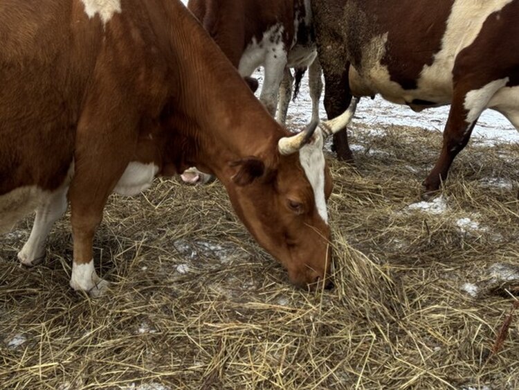 Подсобные хозяйства сельхозкооперативов Красноярского края снова получат господдержку на содержание коров - фото