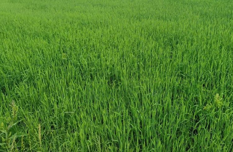 1,6 млн рублей на закупку ненужной аммиачной селитры сэкономил почвенный тест - фото