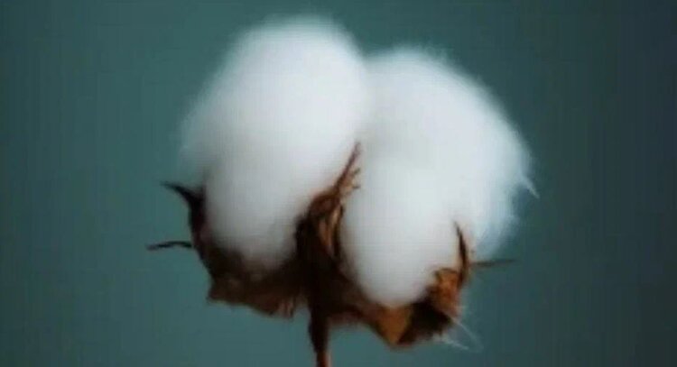 Ангола собирается выращивать ГМО хлопчатник и клещевину  - фото