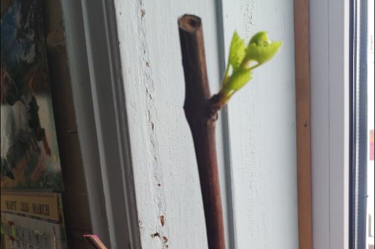 У черенка винограда в банке с водой появились листья, а корней нет: что делать - фото