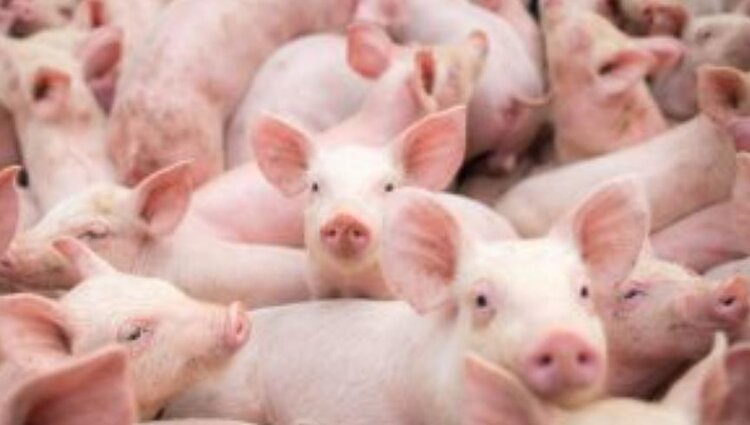 Россельхознадзор зафиксировал двукратное увеличение экспорта свиноводческой продукции из России в Китай - фото