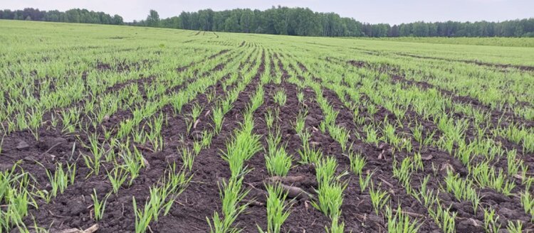 В Пермском крае скоро заработает завод по производству витаминно-травяной муки - фото