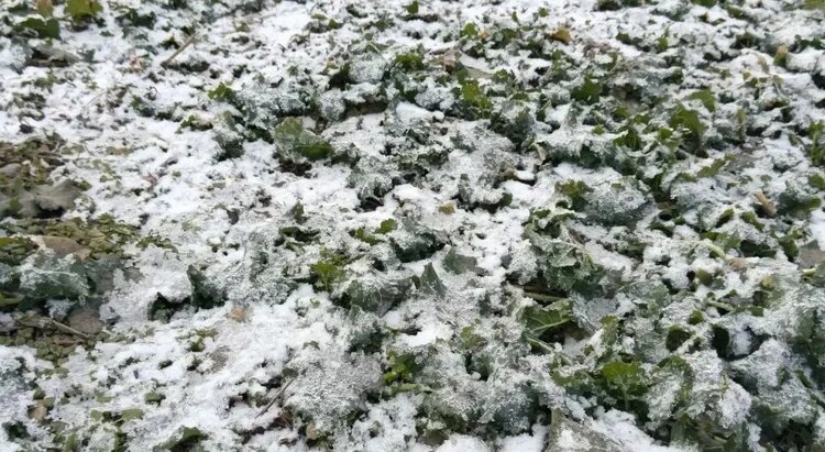 Ставропольский озимый рапс мониторят на альтернариоз - фото