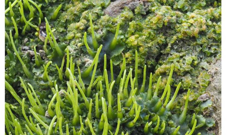 Для улучшения пшеницы и риса ученые используют молекулярный трюк мха роголистника - фото