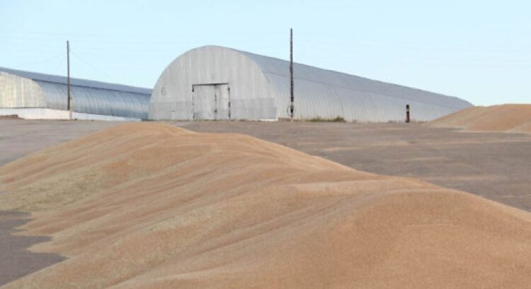 Забайкальские хозяйства будут сеять исключительно семенами отечественного производства - фото