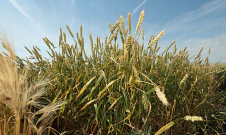 В 2025 году в Госсортреестр внесли свыше тысячи сортов и гибридов - фото