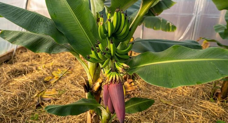 Урожай российских бананов дойдет до 50 кг с растения через год - фото