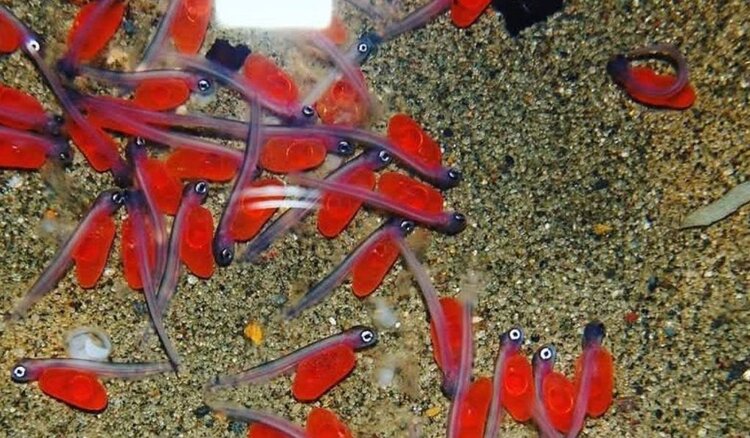 Сахалинские рыбоводные заводы выращивают свыше 123 млн будущих тихоокеанских лососей