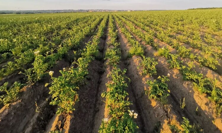 Вологодские аграрии в текущем сезоне посадят 1882 т семян картофеля отечественной селекции - фото