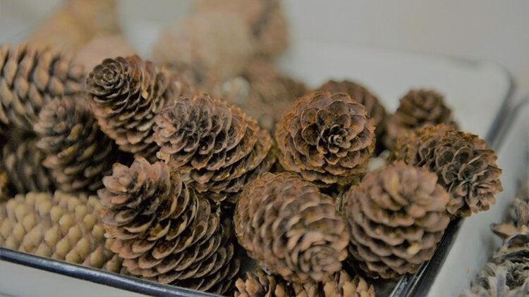 О лесном семеноводстве рассказал Дмитрий Патрушев - фото