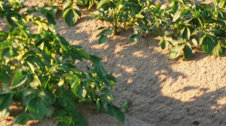 Ученые выяснили время зарождения тимовирусов сельскохозяйственных культур  - фото