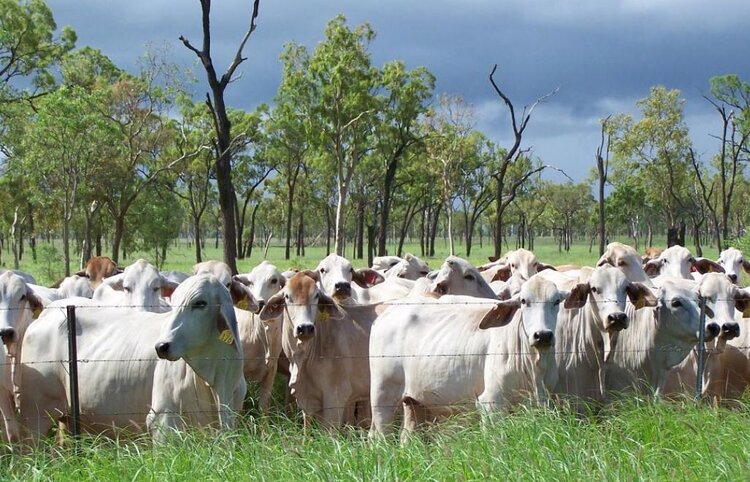 Селекция КРС на фертильность не так проста, как увеличение размера - фото