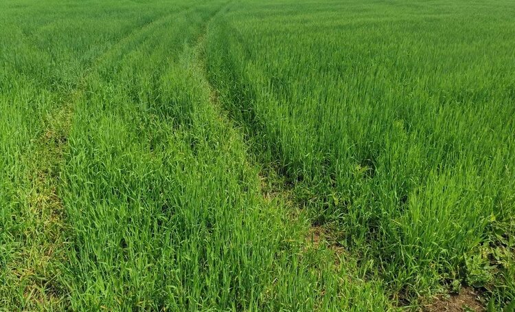 Единая цифровая платформа АПК заработает до конца 2026 года