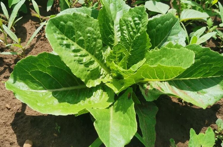 Когда сажать капусту на рассаду: ранняя, средняя и поздняя - фото