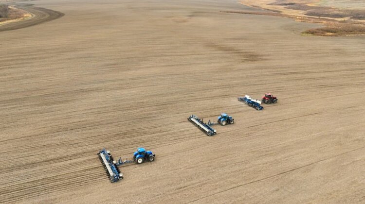 Рапс впервые посеют в Приморье