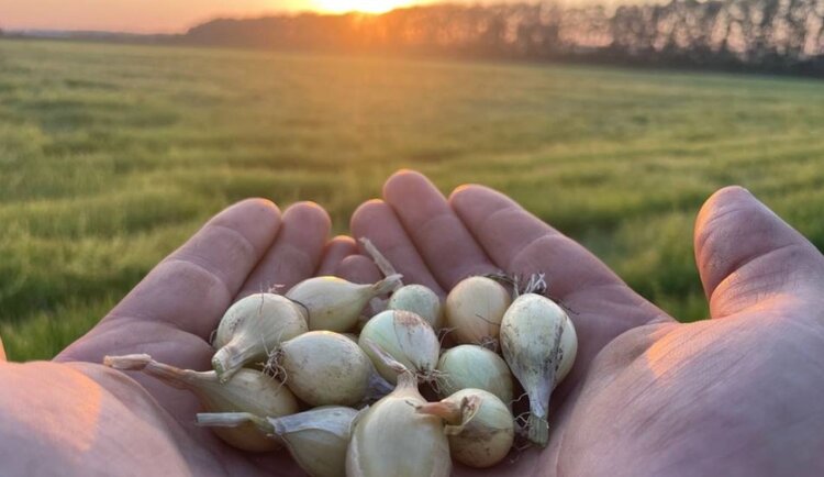 Чувашский лук-севок неизменно пользуется спросом на мировом рынке - фото