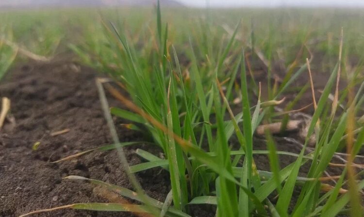 Внимание, они просыпаются. Кто может навредить полям Донбасса 