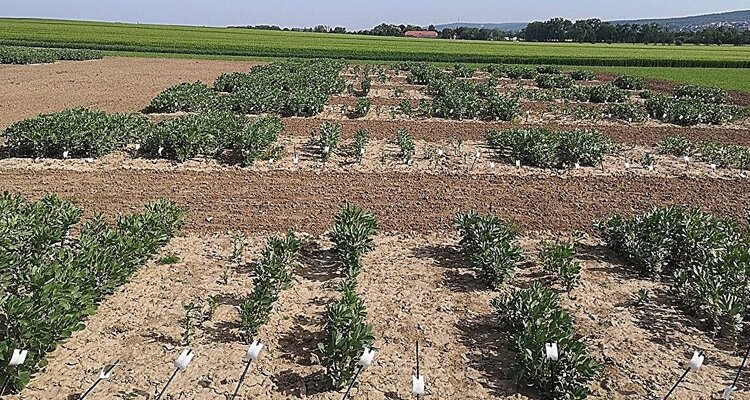 Конским бобам хотят повысить зимостойкость и повысить урожайность: альтернатива сое - фото