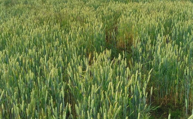 Диоксид титана решает проблемы с кущением и урожайностью у озимой пшеницы позднего посева - фото