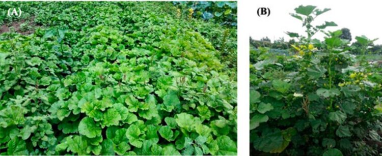 Инвазивные сорняки стоит рассматривать как сырье для биогербицидов - фото