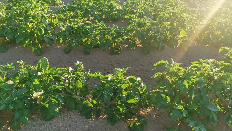 Картофелю нужно вернуть утраченный микробиом для самозащиты от фитофторы - фото