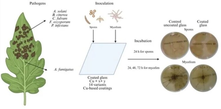 Теплица с самозащитой от грибных болезней – не фантастика, а реальность!