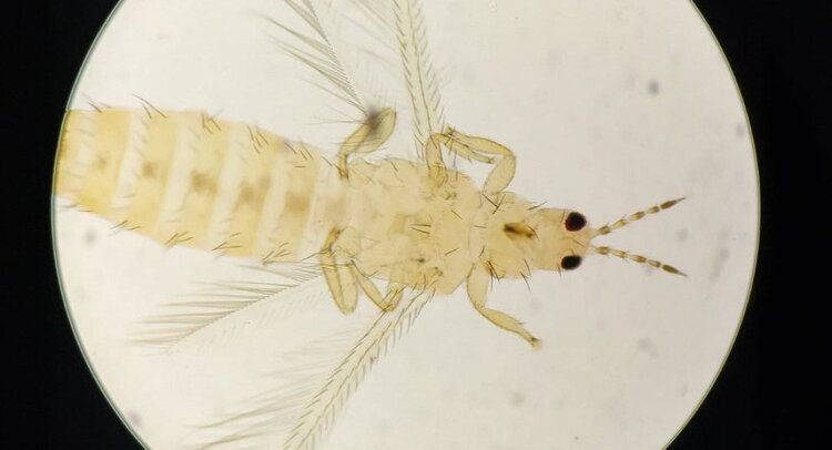 Западным цветочным трипсом специалистов Оренбургского филиала ЦОК АПК не удивить