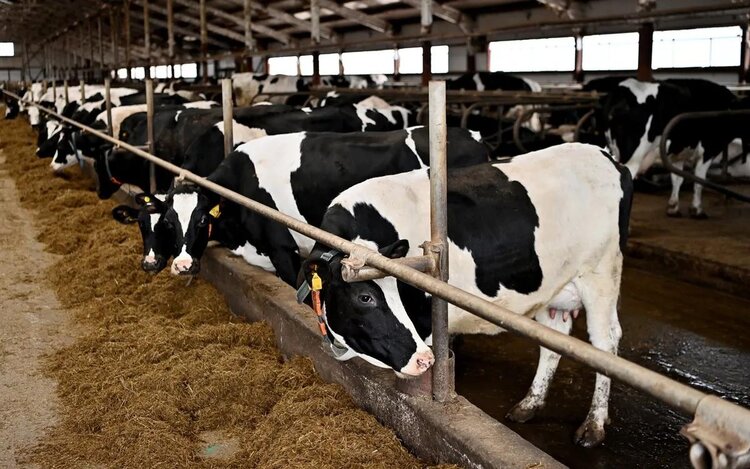 Ведущее молочное предприятие Коми «Южное» увеличит поголовье скота на 500 голов в этом году