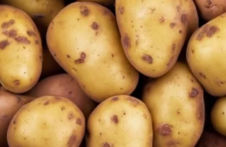 Польские картофелеводы обвиняют в кризисе сбыта своей продукции вал импортной картошки