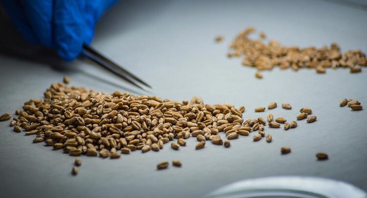 Омская область значительно нарастила отгрузки продовольственной пшеницы на экспорт с начала 2026 года - фото