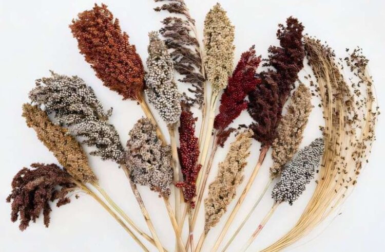 Глобальный пангеном сорго ускоряет открытие устойчивых к внешним воздействиям признаков этой культуры. - фото