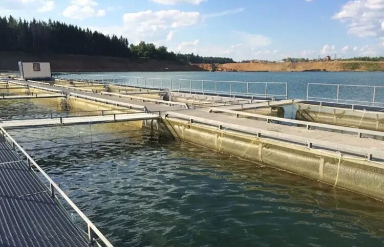 Больше кеты будут выращивать в речных пастбищах Приморского края - фото