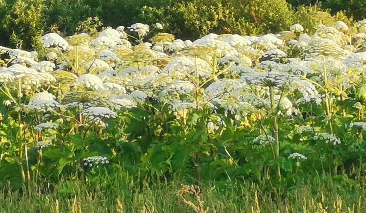 Статус борщевика Сосновского уточнили в Правительстве РФ: инвазивный или нет - фото