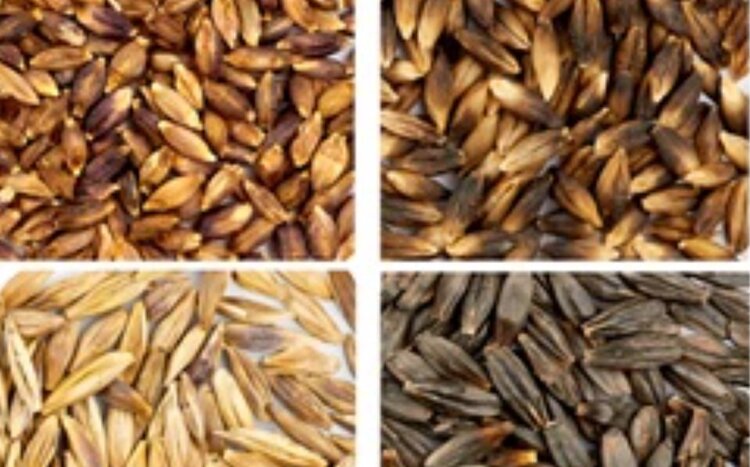 Новый тест для селекционеров оценивает уровень накопления полифенольных соединений в зерне