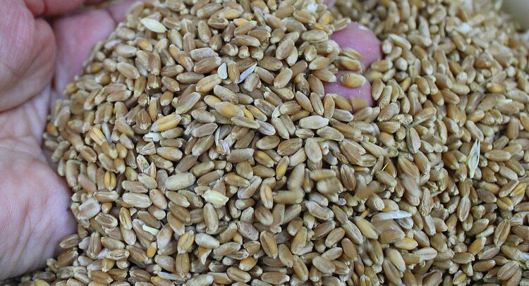 Защищая зерно пшеницы от амбарных вредителей, не рассчитали с пиримифос-метилом - фото