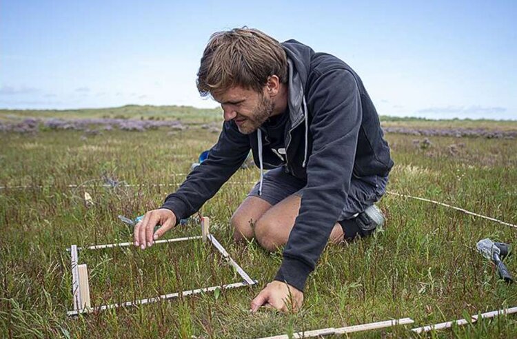 Птицы удобряют растения барьерных островов и тем самым спасают их от затопления - фото