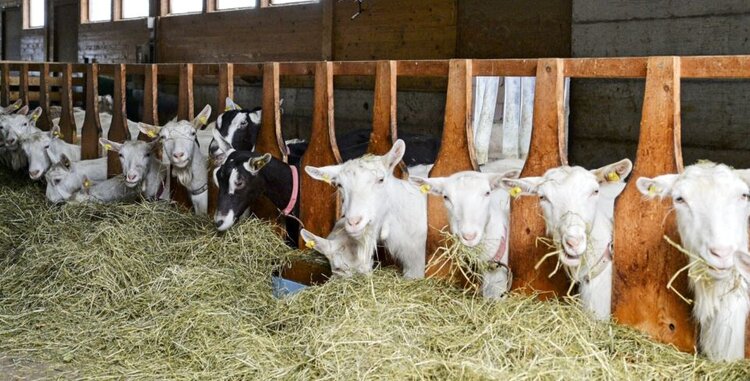 Козоводы – самые идейные из молочных животноводов