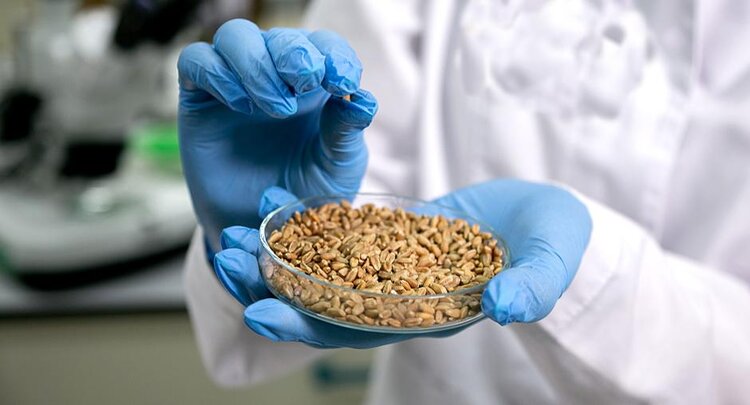 ЦОК АПК обследует почти 44 млн тонн пшеницы в рамках государственного мониторинга на 2026 год