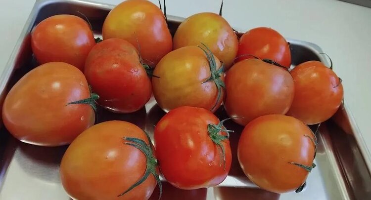 В 19 тоннах импортированных томатов выявлен опасный вирус коричневой морщинистости - фото