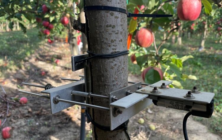 Создание самополивающихся деревьев – это реальность!