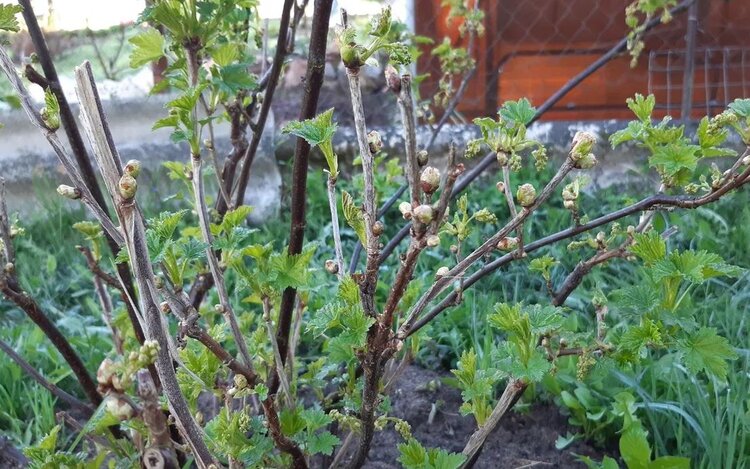 Что делать, если не успели ошпарить в марте смородину кипятком - фото