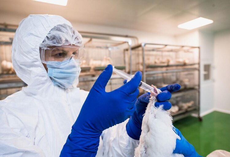 Первая партия вакцины ВНИИЗЖ против гриппа птиц H9N2 поступила в гражданский оборот