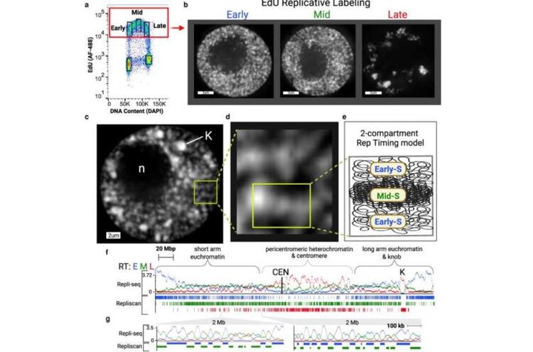Ученые получили новые сведения о том, как работает ДНК в кукурузе - фото
