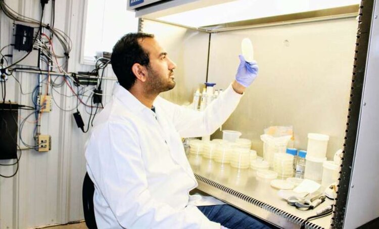 Возбудителей сухой гнили картофеля необходимо постоянно мониторить и оценивать патогенность - фото