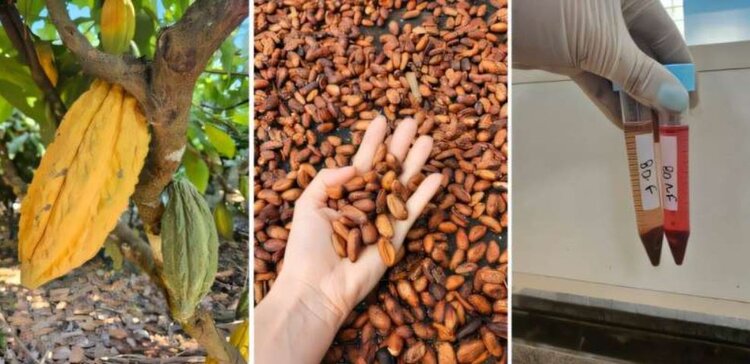 Амазонский шоколад и какао хотят сделать продуктами для защиты здоровья - фото