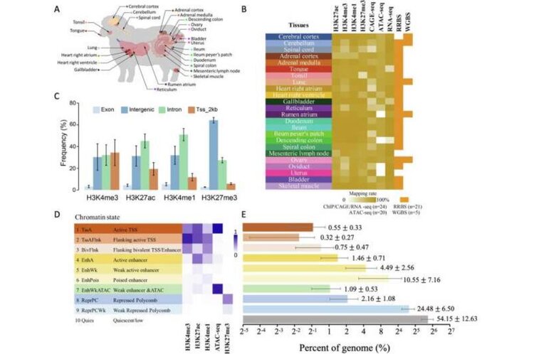 Овцы Рамбулье внесли вклад в инновационный подход к селекции животных - фото