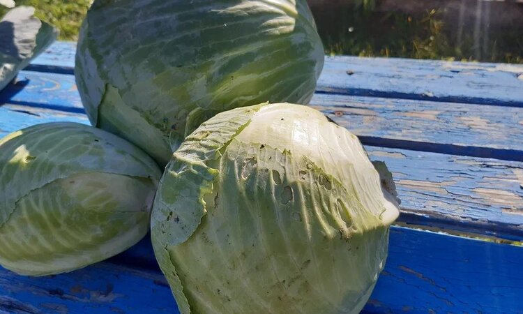 Органические фермеры в Нидерландах хотят компенсаций от производителей пестицидов за загрязнение полей сносом - фото