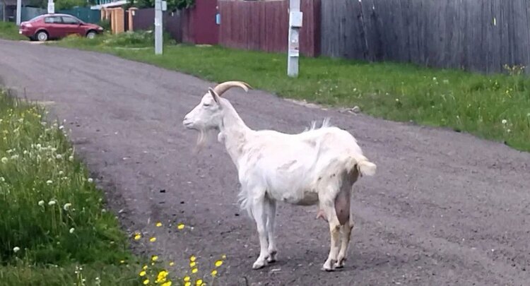 Чем стричь копыта козам