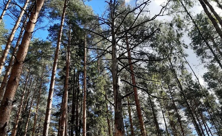 Рецептом эффективного самодельного репеллента от клещей поделились специалисты Россельхозцентра